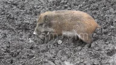 野猪宝宝在泥里寻找食物